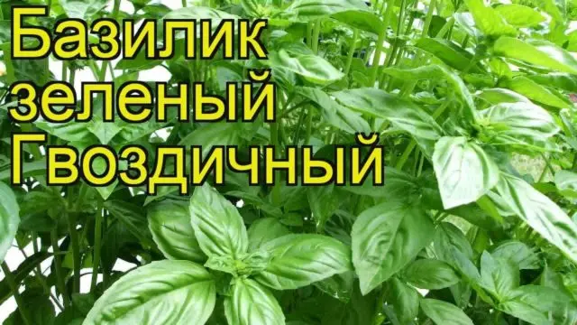 Types and varieties of basil: Rosie, Carnation, Yerevan