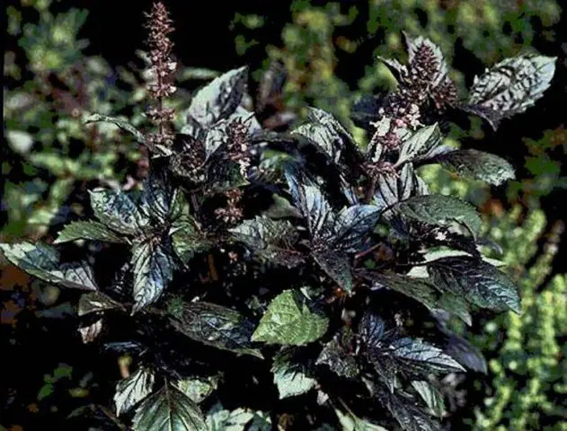 Types and varieties of basil: Rosie, Carnation, Yerevan