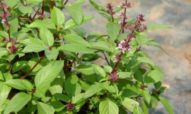 Types and varieties of basil: Rosie, Carnation, Yerevan