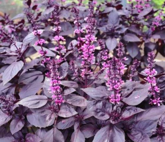 Types and varieties of basil: Rosie, Carnation, Yerevan