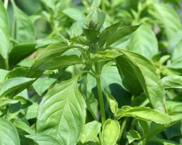 Types and varieties of basil: Rosie, Carnation, Yerevan