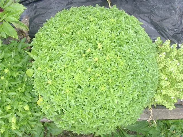 Types and varieties of basil: Rosie, Carnation, Yerevan