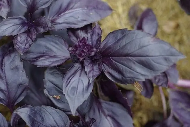 Types and varieties of basil: Rosie, Carnation, Yerevan