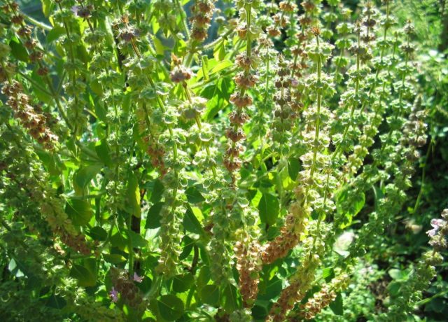 Types and varieties of basil: Rosie, Carnation, Yerevan