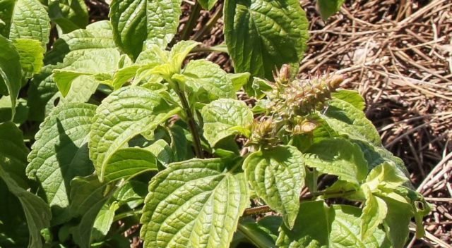 Types and varieties of basil: Rosie, Carnation, Yerevan