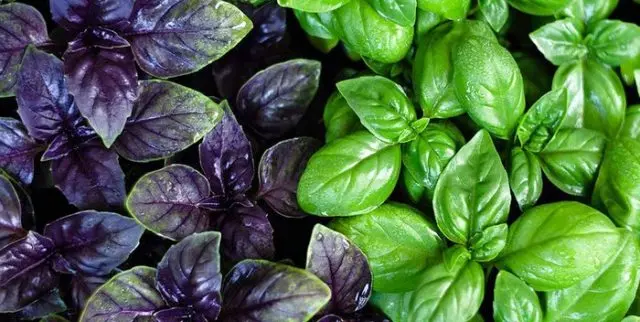 Types and varieties of basil: Rosie, Carnation, Yerevan