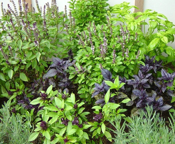 Types and varieties of basil: Rosie, Carnation, Yerevan