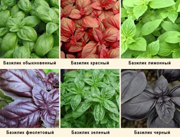 Types and varieties of basil: Rosie, Carnation, Yerevan