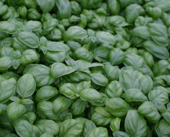 Types and varieties of basil: Rosie, Carnation, Yerevan