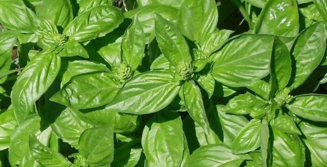 Types and varieties of basil: Rosie, Carnation, Yerevan