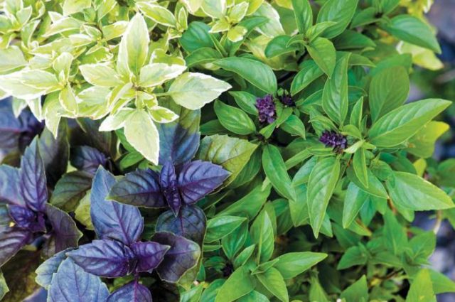 Types and varieties of basil: Rosie, Carnation, Yerevan