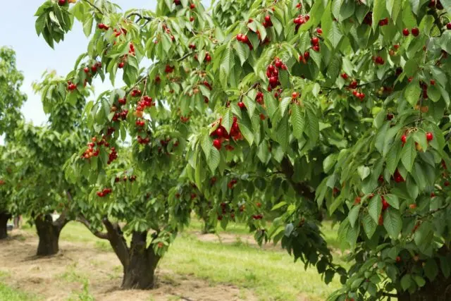 Types and varieties of cherries