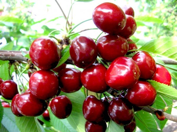 Types and varieties of cherries