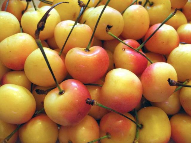 Types and varieties of cherries