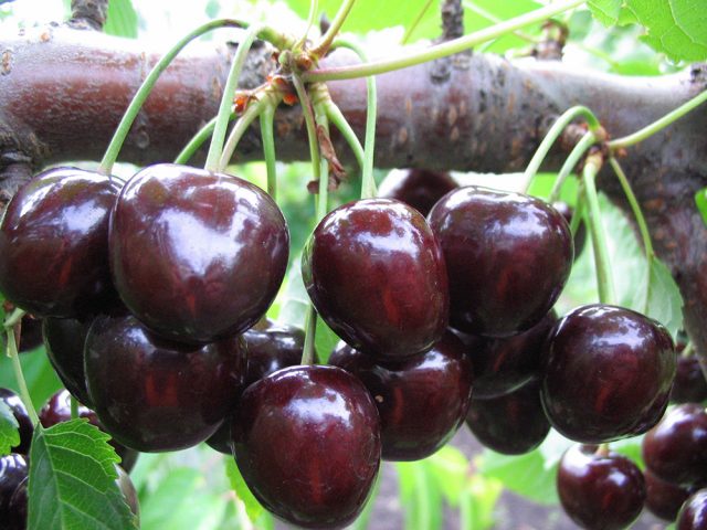 Types and varieties of cherries