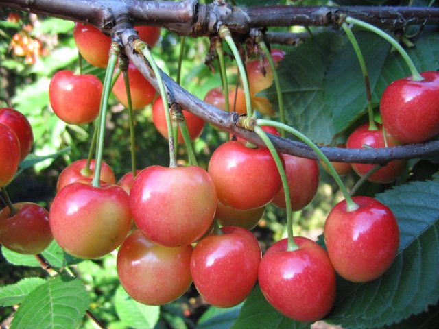 Types and varieties of cherries