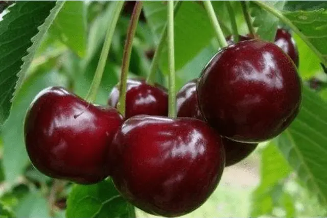 Types and varieties of cherries