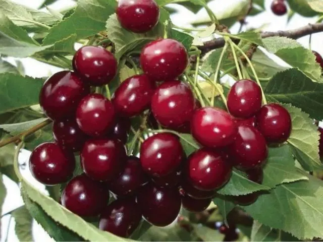 Types and varieties of cherries