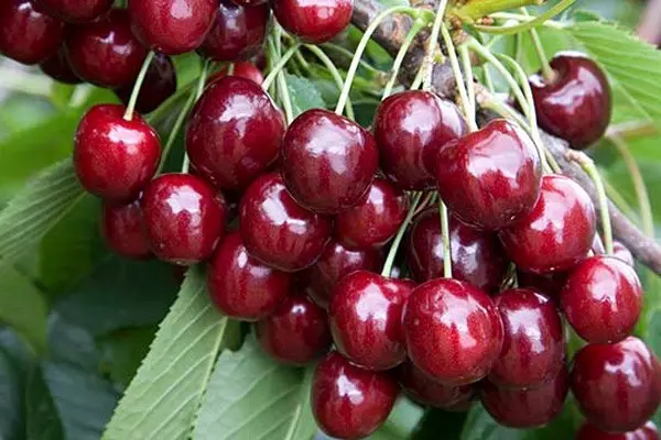 Types and varieties of cherries