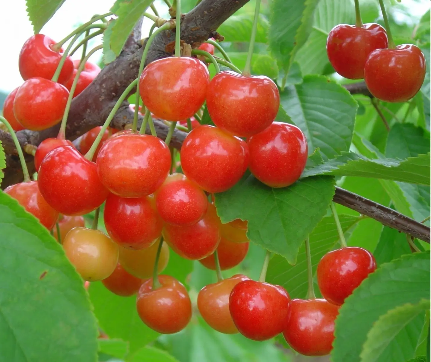 Types and varieties of cherries