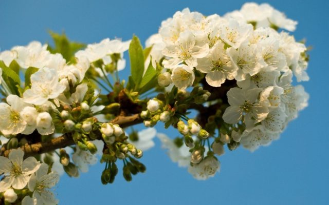 Types and varieties of cherries