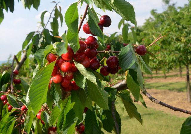 Types and varieties of cherries