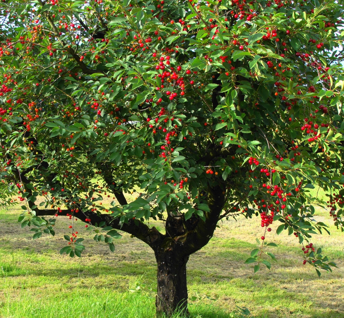 Types and varieties of cherries