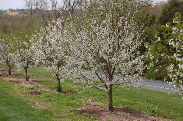 Types and varieties of cherries