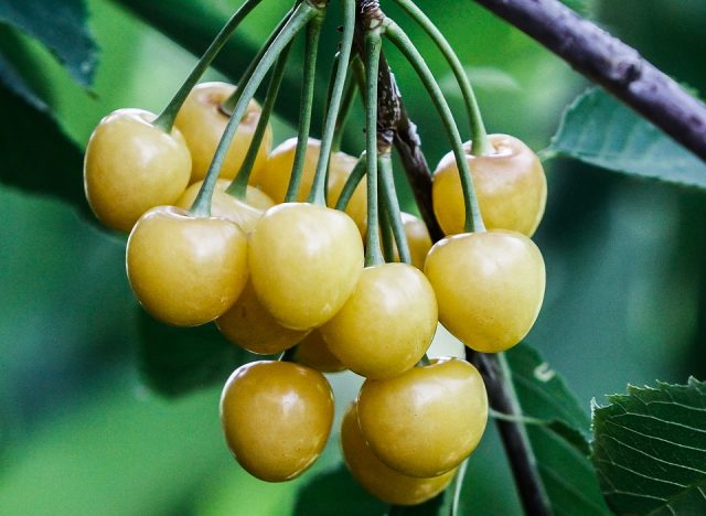 Types and varieties of cherries