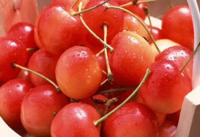 Types and varieties of cherries