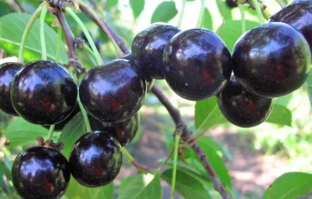 Types and varieties of cherries