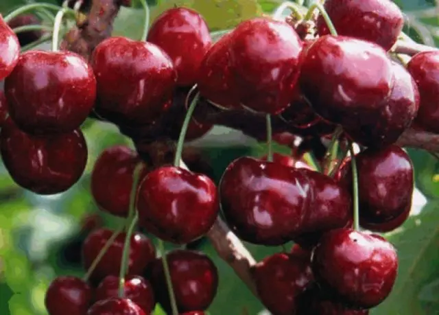 Types and varieties of cherries