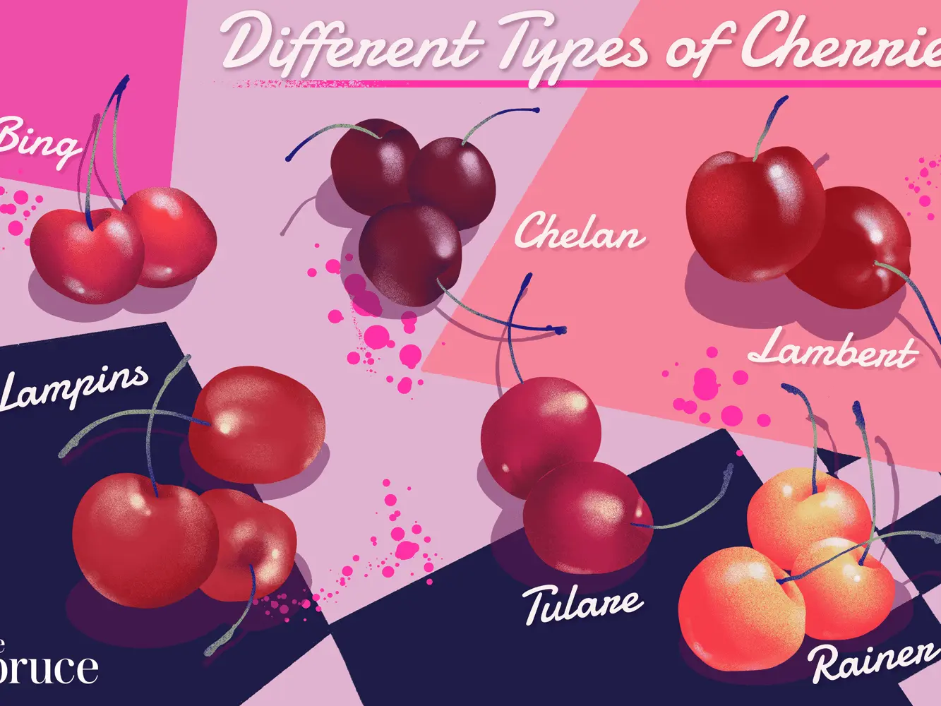 Types and varieties of cherries