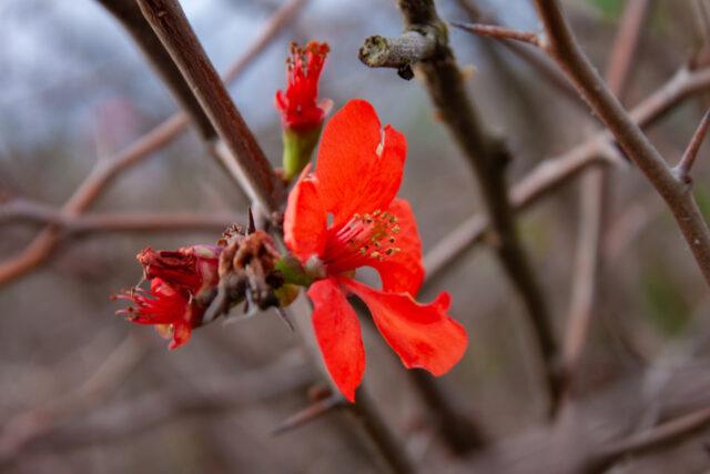 Types and varieties of Japanese henomeles (quince)