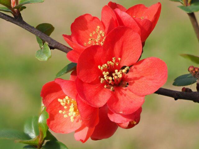 Types and varieties of Japanese henomeles (quince)