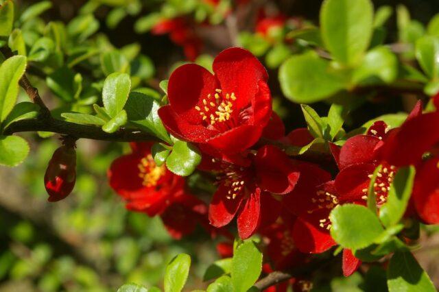 Types and varieties of Japanese henomeles (quince)