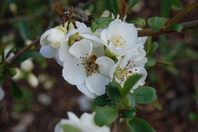 Types and varieties of Japanese henomeles (quince)