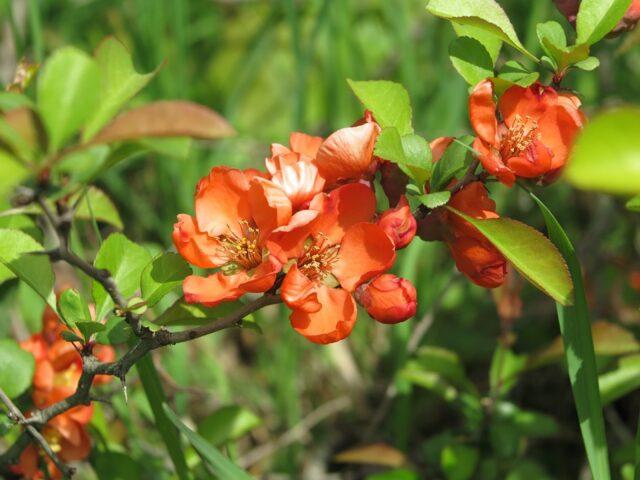 Types and varieties of Japanese henomeles (quince)