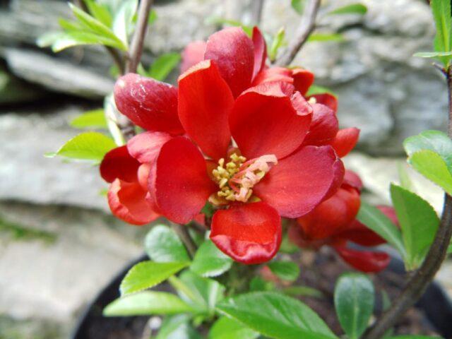 Types and varieties of Japanese henomeles (quince)