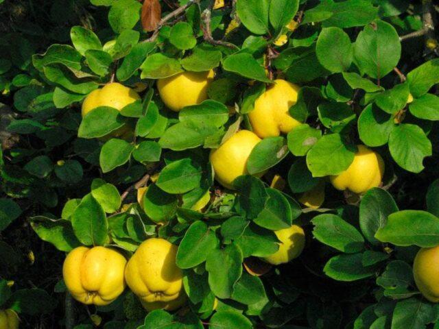 Types and varieties of Japanese henomeles (quince)