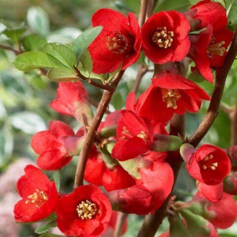 Types and varieties of Japanese henomeles (quince)