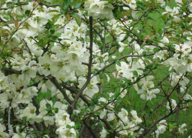 Types and varieties of Japanese henomeles (quince)