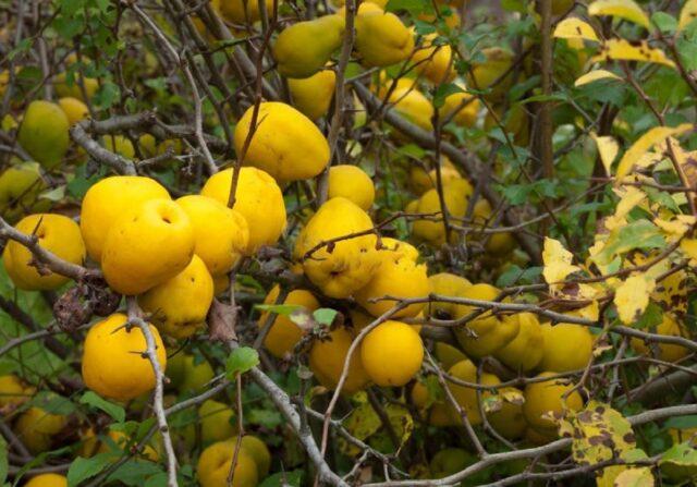 Types and varieties of Japanese henomeles (quince)