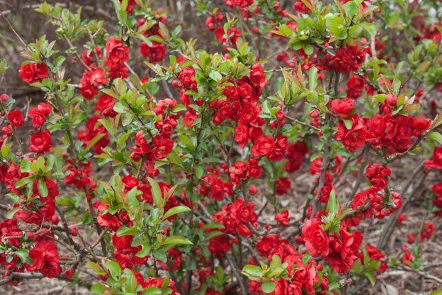 Types and varieties of Japanese henomeles (quince)