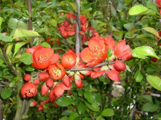 Types and varieties of Japanese henomeles (quince)