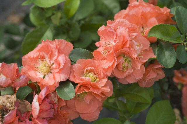 Types and varieties of Japanese henomeles (quince)