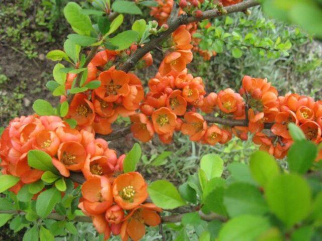 Types and varieties of Japanese henomeles (quince)