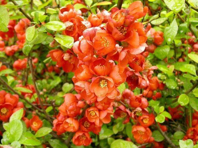 Types and varieties of Japanese henomeles (quince)