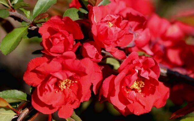 Types and varieties of Japanese henomeles (quince)