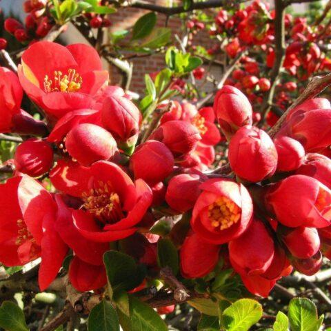 Types and varieties of Japanese henomeles (quince)